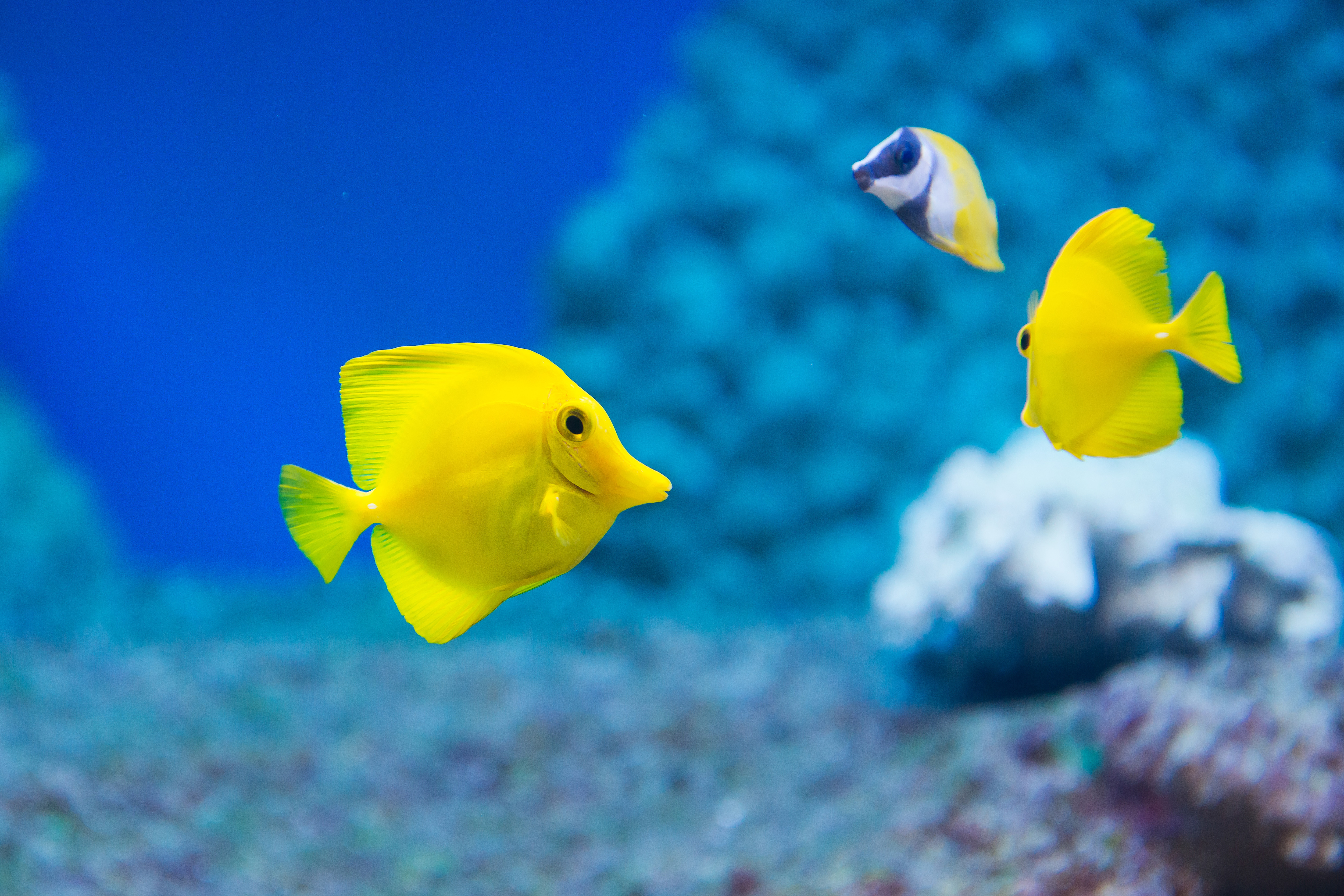 Sealife  