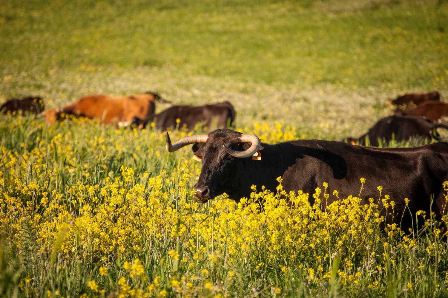 Reservatauro, entre toros y caballos