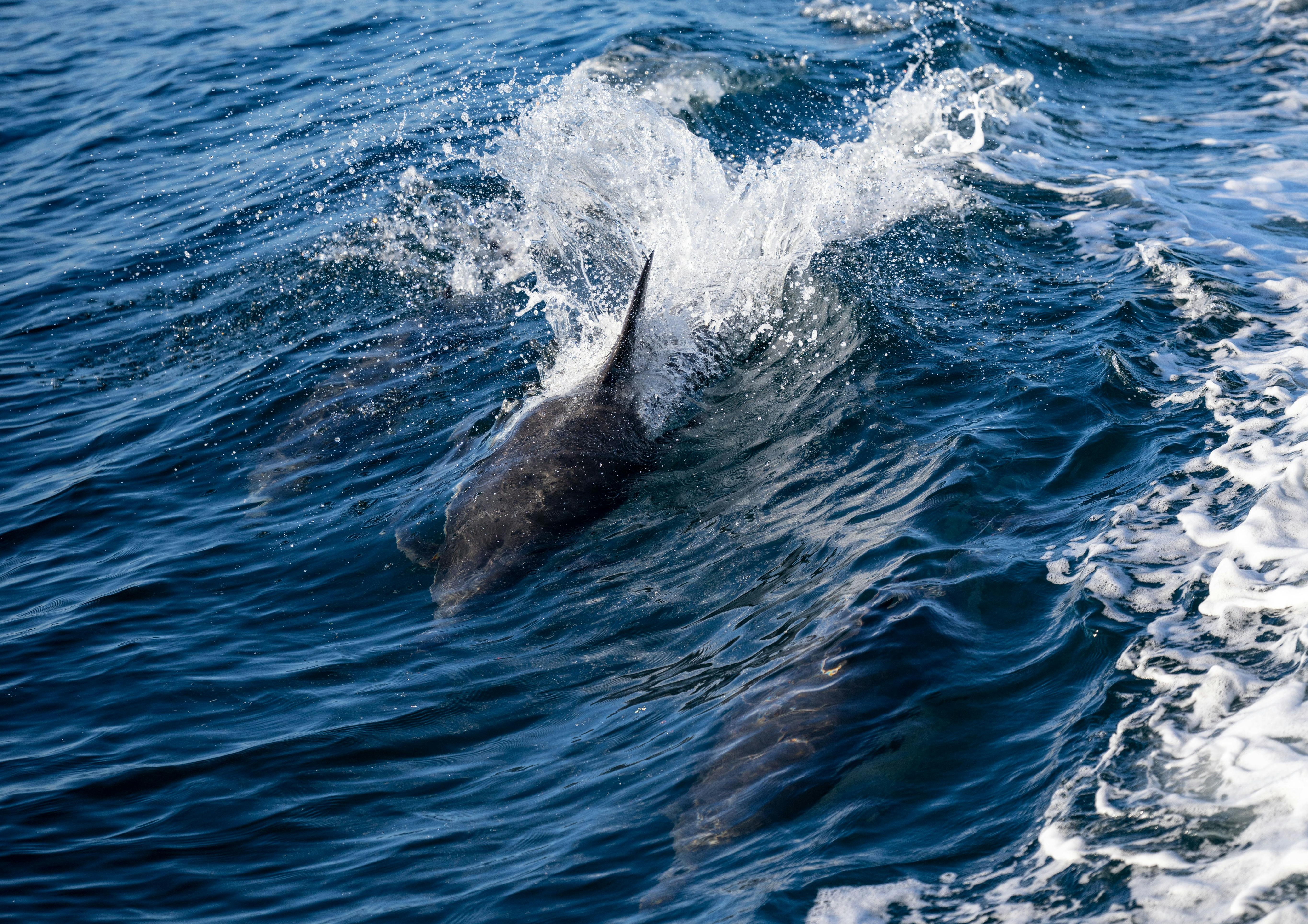 Gibraltar y avistamiento de Delfines (Ing / Esp)