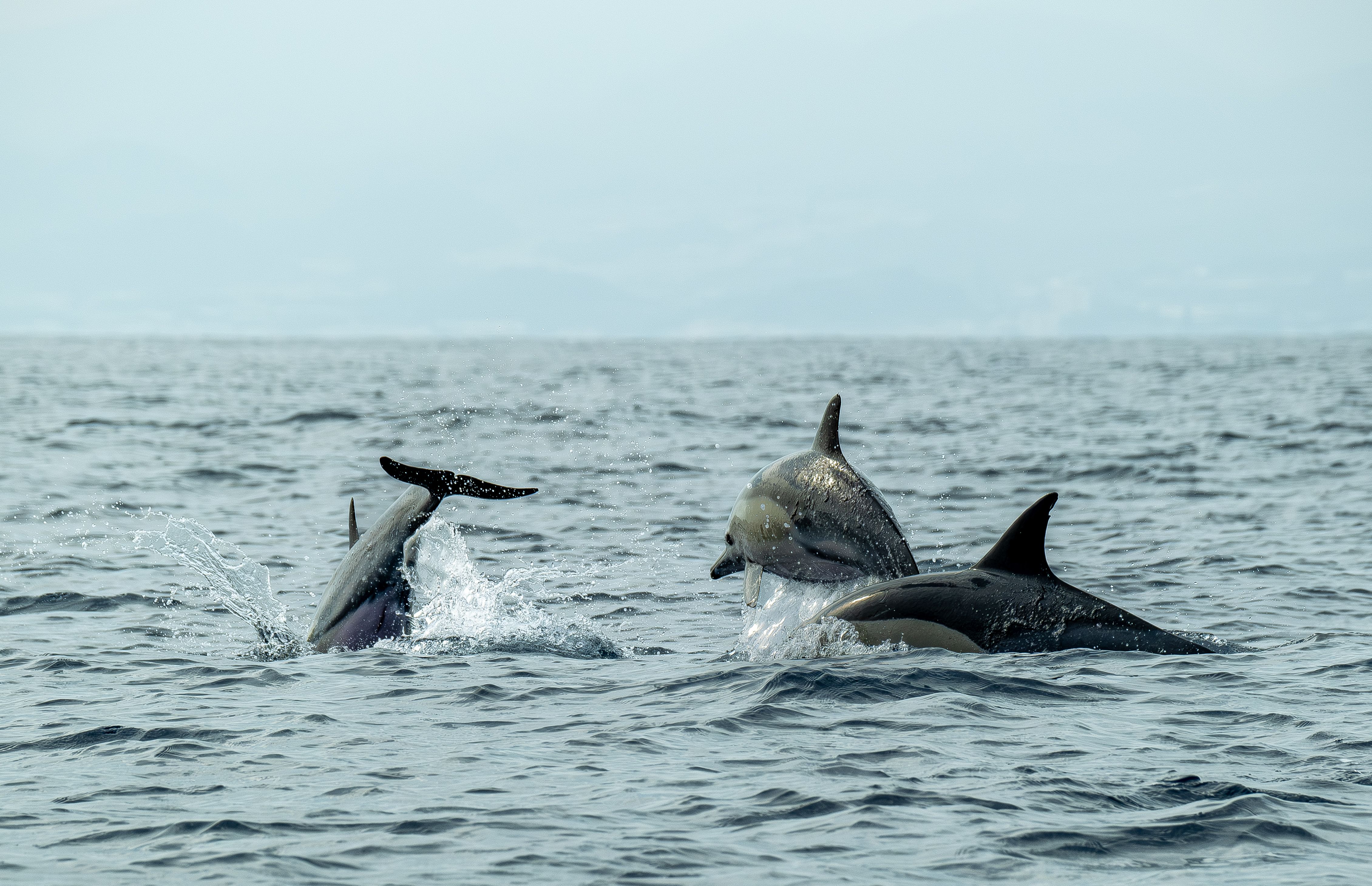 Gibraltar Delfines 