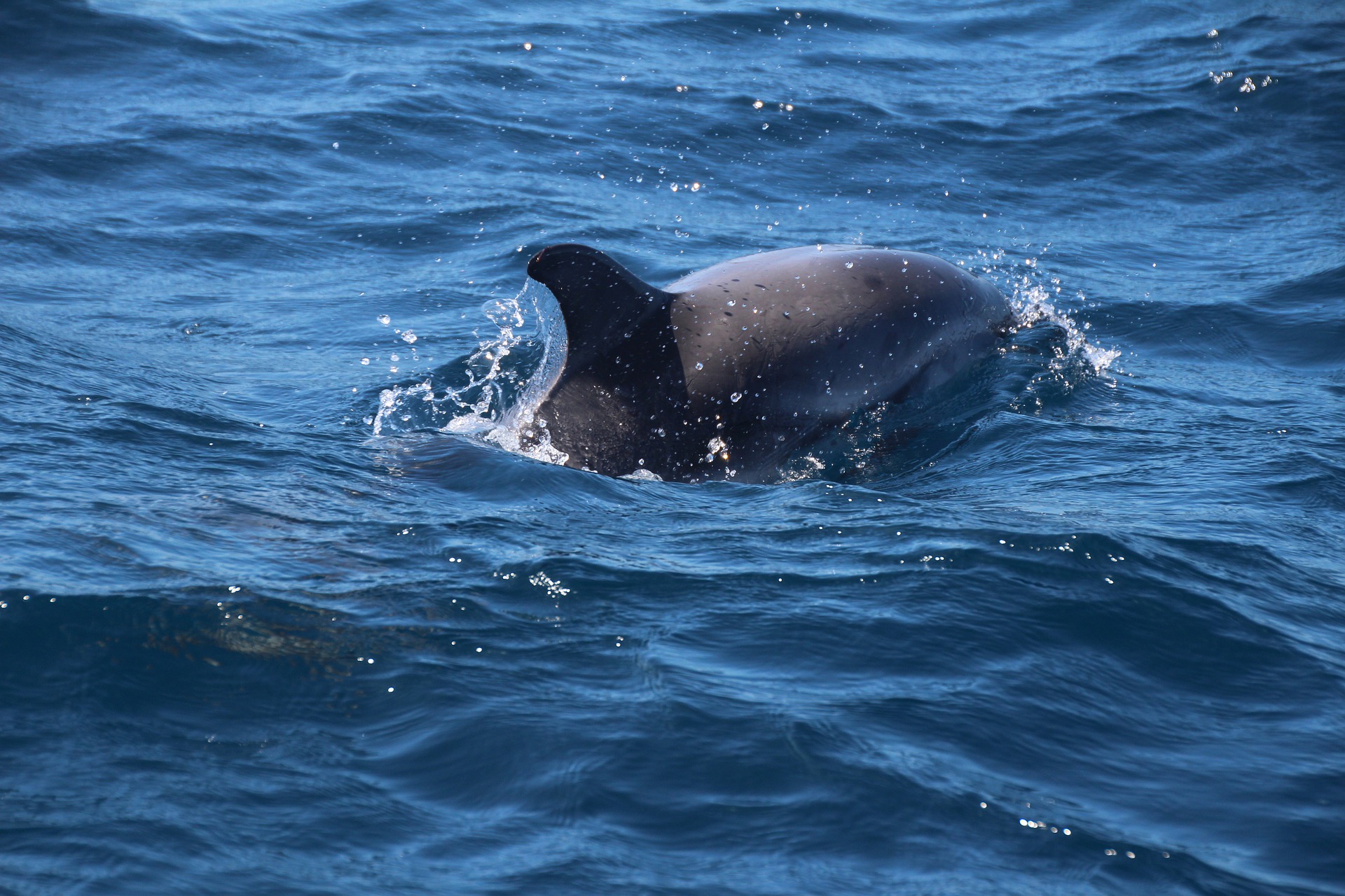 * Gibraltar Delfines 